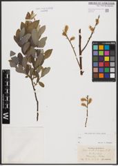 Salix aurita L. x Salix repens L.